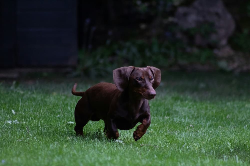 best food for dachshunds