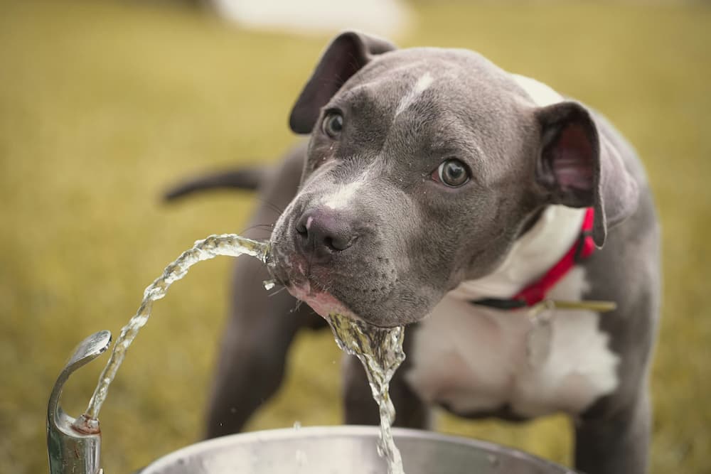 why does my dog vomit after drinking water