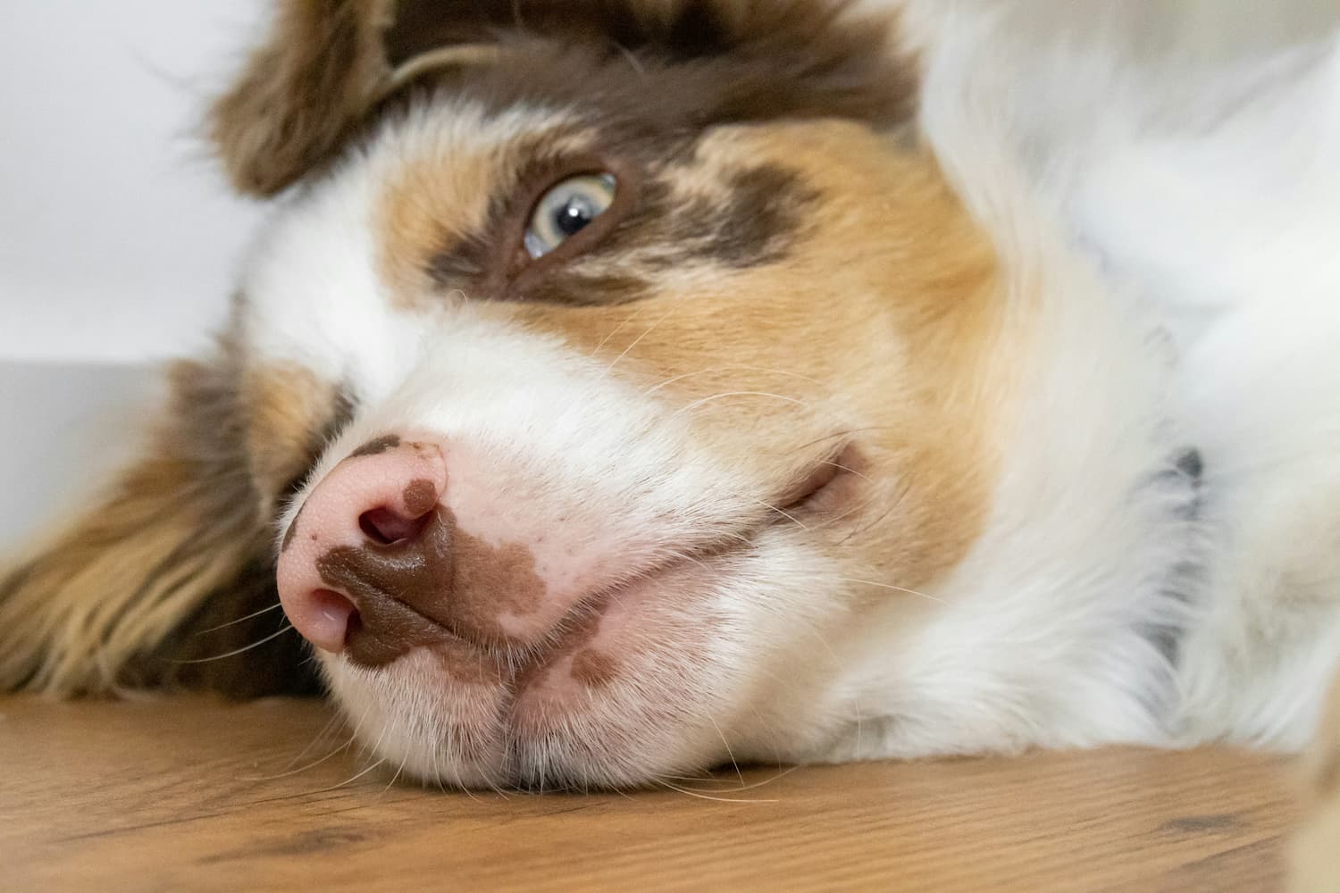 dog diarrhea