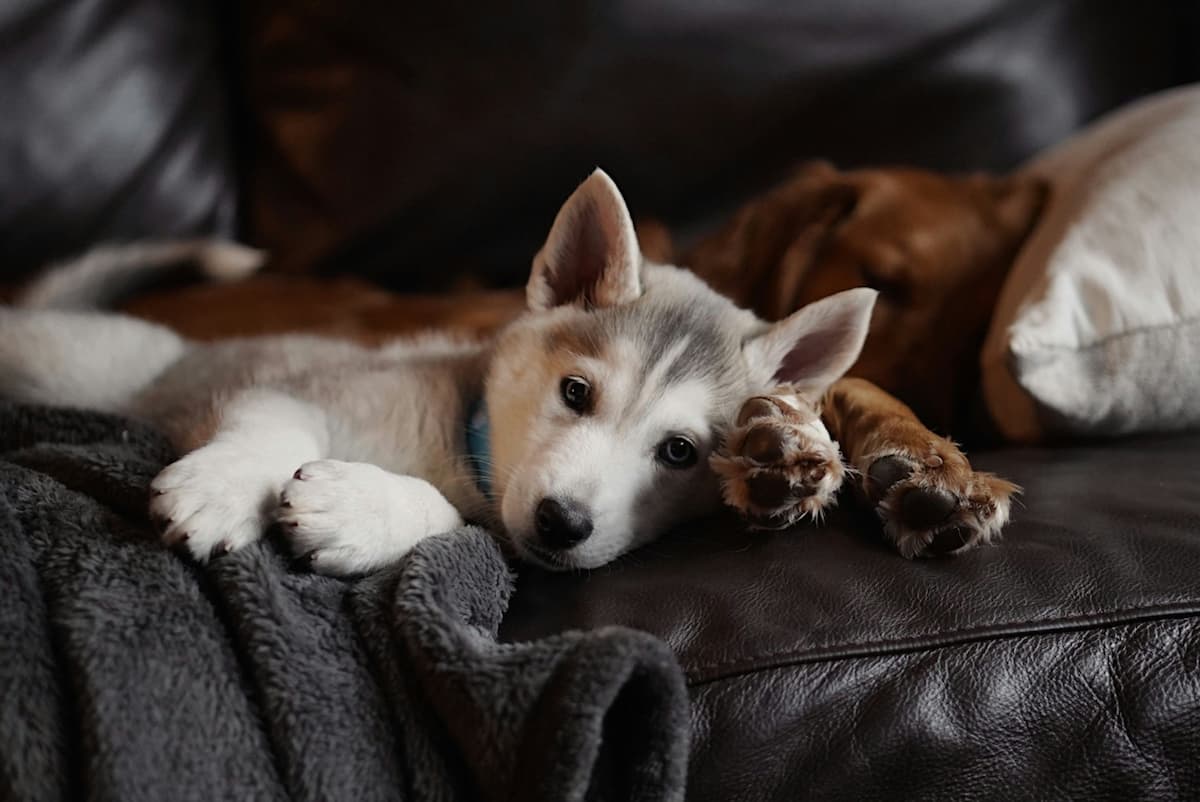 dog ear cleaning
