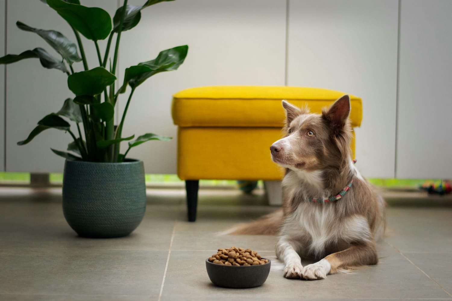 how to transition dog food