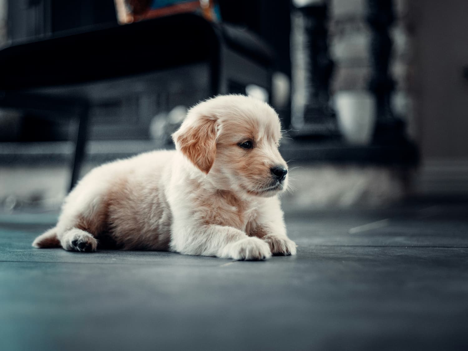 puppy training tips