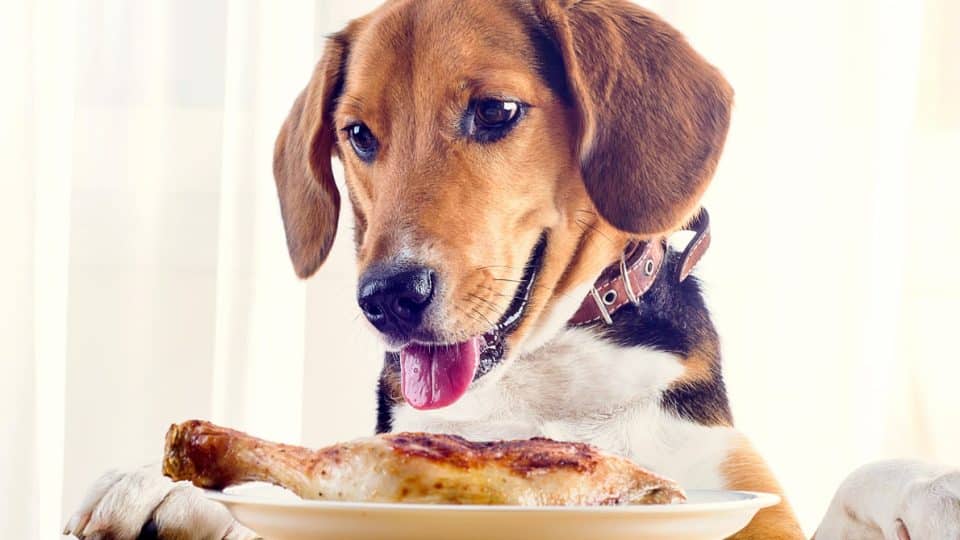 chicken for dogs