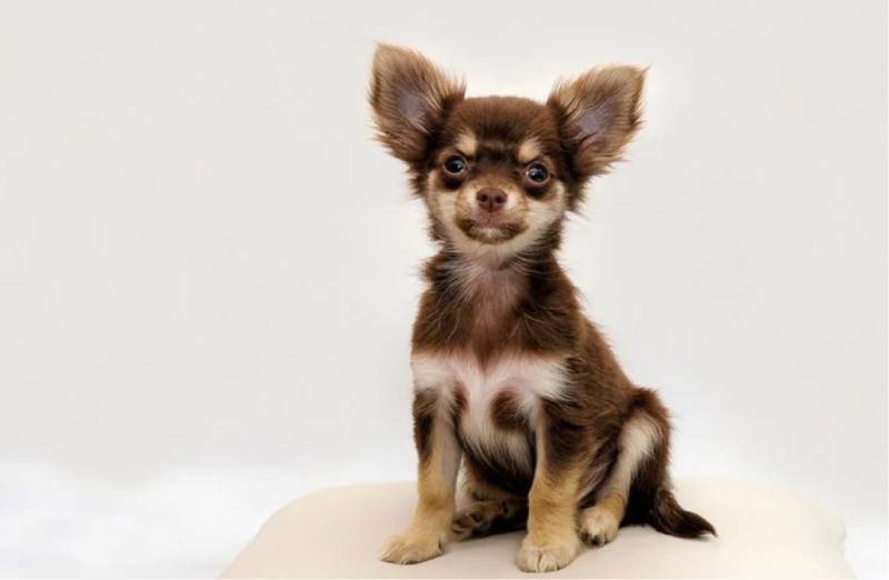 dog-raised-hackles
