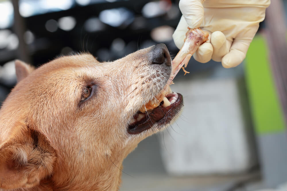 can dogs have chicken