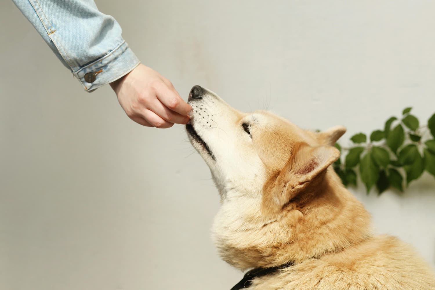 automatic dog feeder for large dogs
