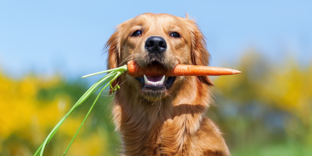 can dogs eat raw carrots