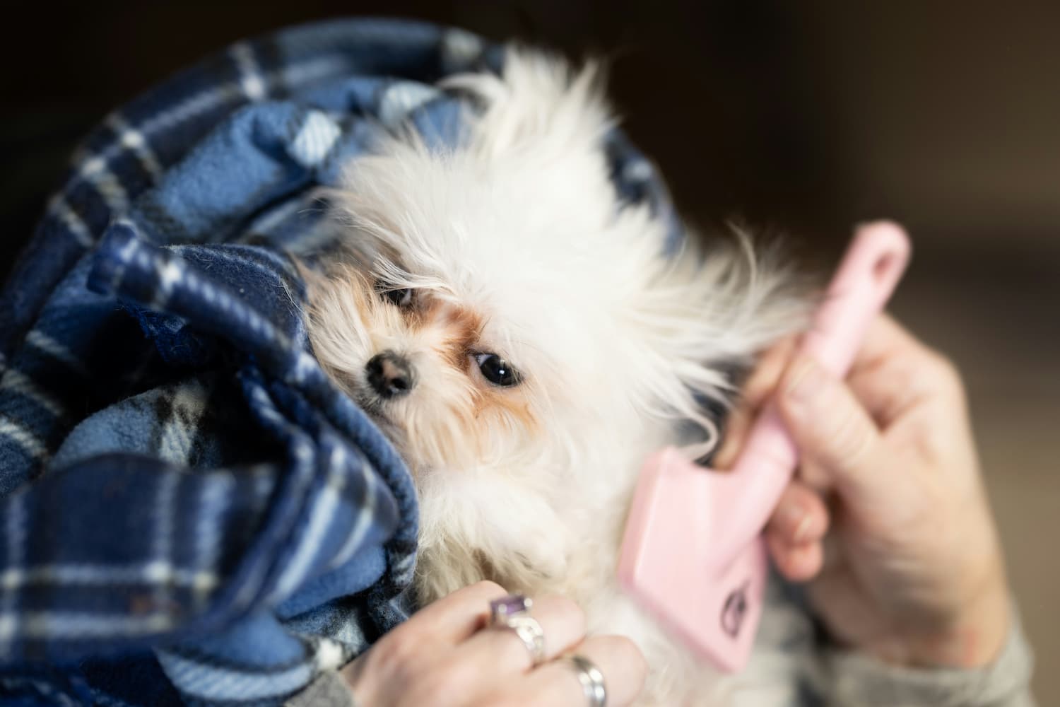 remedy for shedding dogs